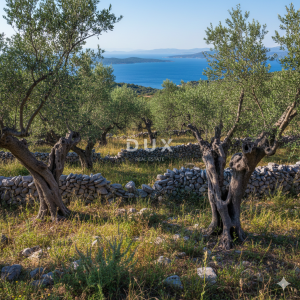 OTOK UGLJAN, KALI - Tradicionalan maslinik na otoku Ugljanu