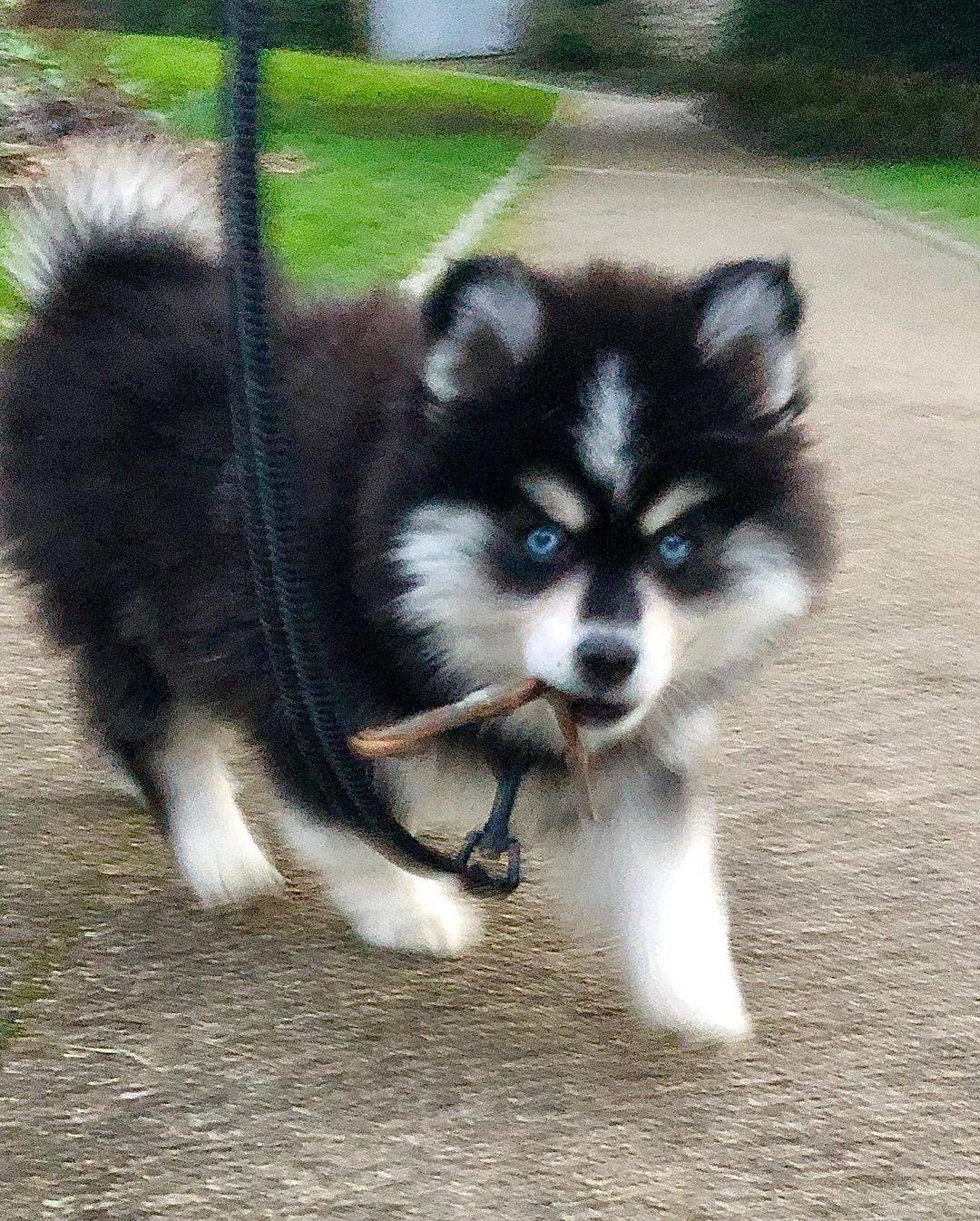 Pomsky štenci