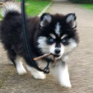 Pomsky štenci