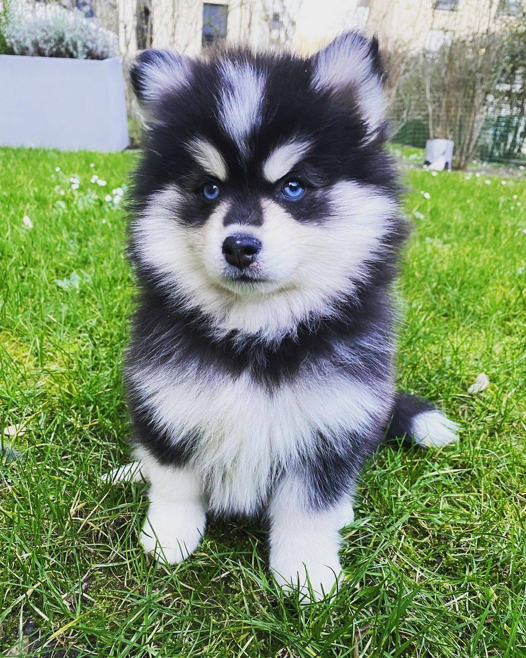 Pomsky štenci spremni