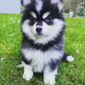 Pomsky štenci spremni