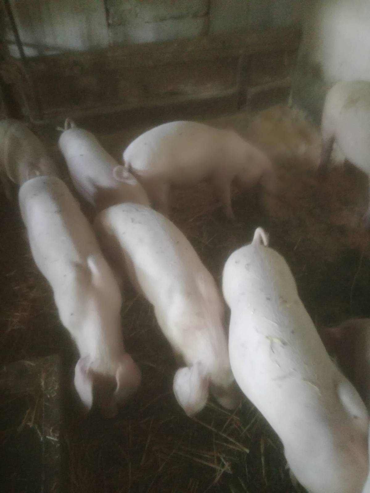 Prasci 2 legla 9+12 bjelovar okolica