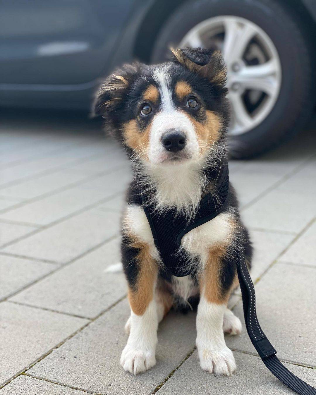 Prekrasni štenci border collieja