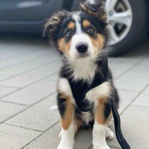 Prekrasni štenci border collieja