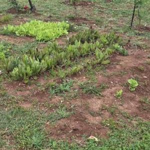Prodaja zemljišta s  građevinskom dozvolom i projektom, okolica Vodnjana!