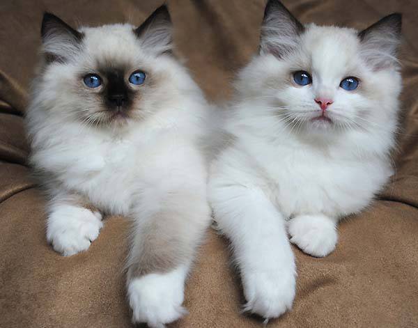 Ragdoll mačići