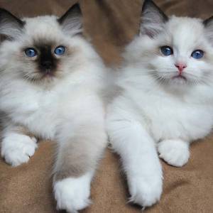 Ragdoll mačići