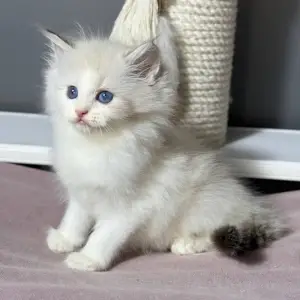 Ragdoll mačići za vas