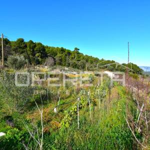 Rijetka prilika – zemljište 3.112 m², Dol, otok Hvar