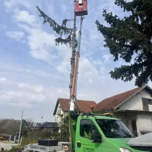 Rušenje drveća auto košarom-granu po granu