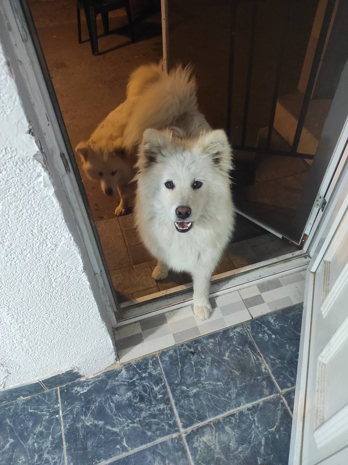 Samojed