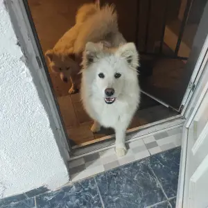 Samojed