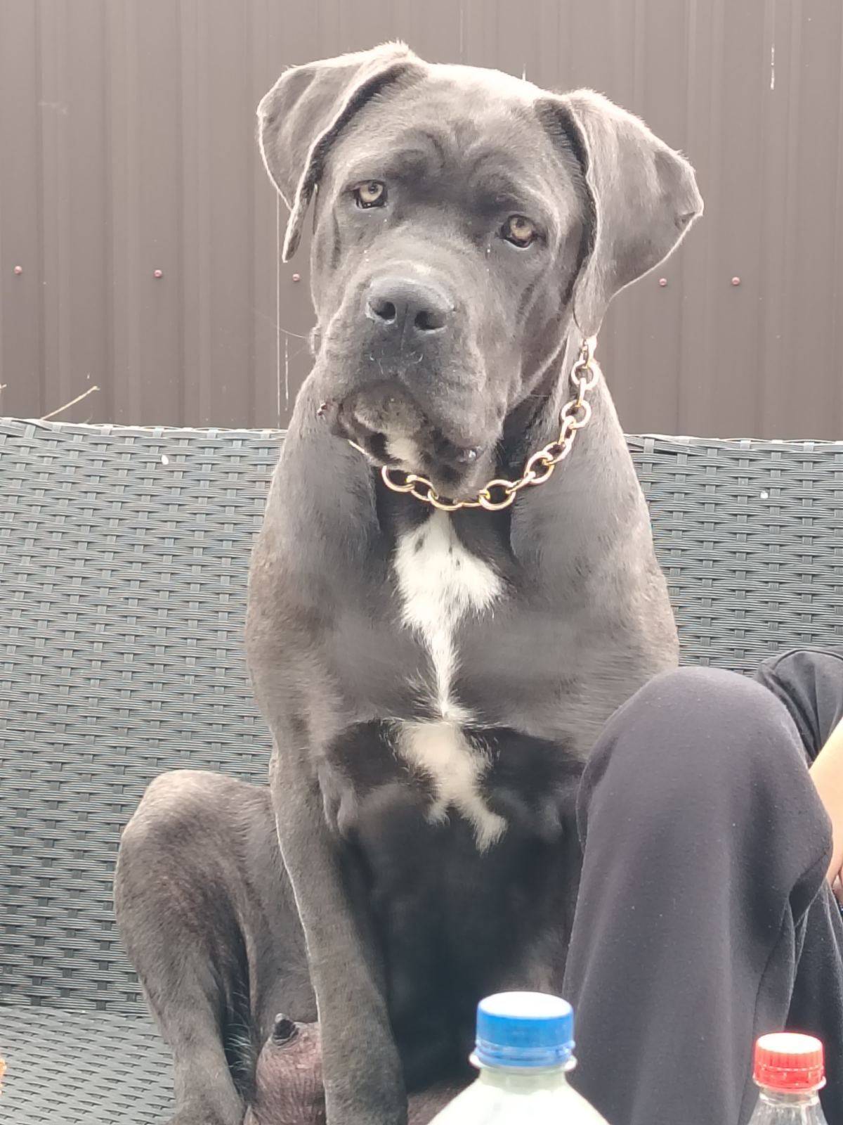 Štenci Cane Corso
