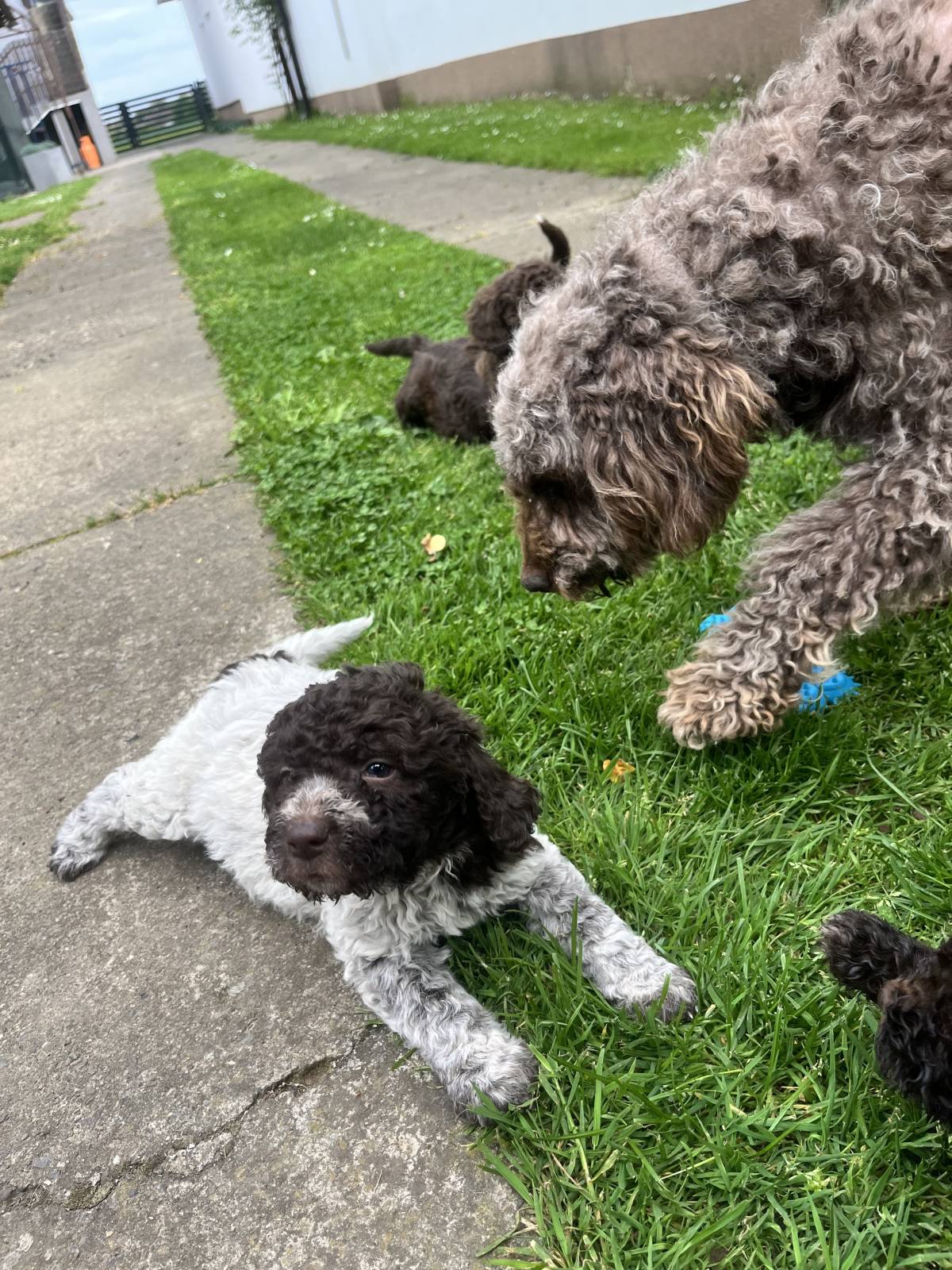 Štenići- Lagotto Romagnolo