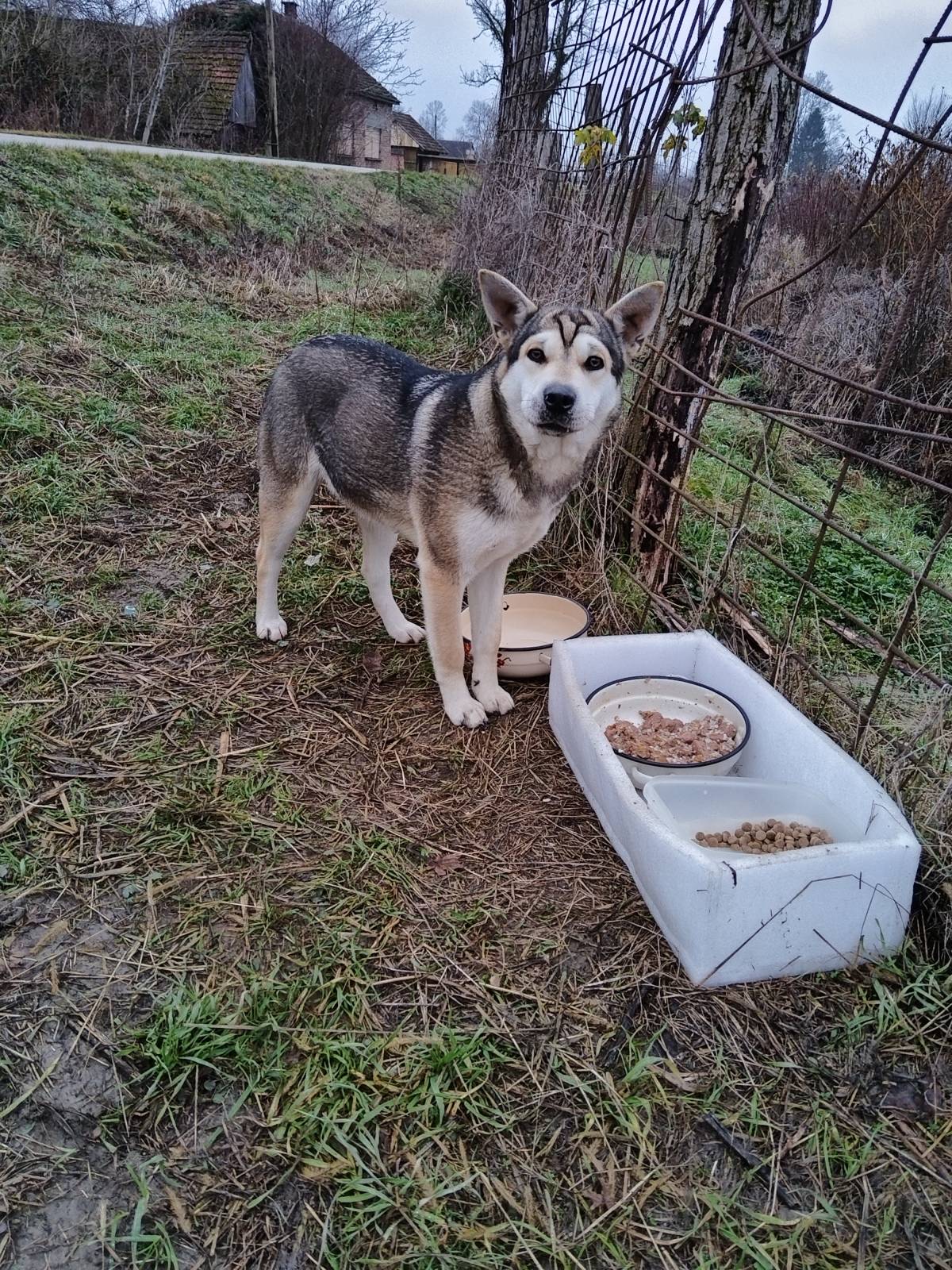 U dobre ruke! Mješanka Husky sa njemačkim ovčarom