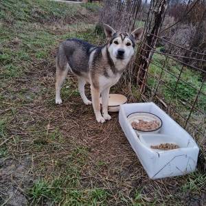 U dobre ruke! Mješanka Husky sa njemačkim ovčarom