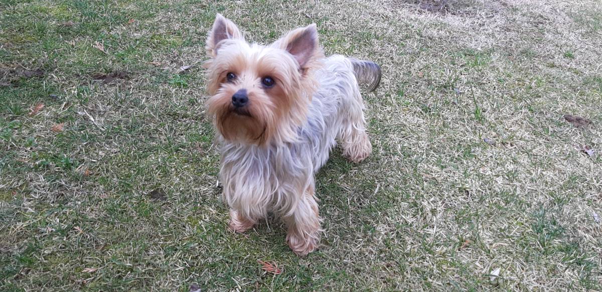 Yorkshire terrier-čistokrvna odrasla ženka