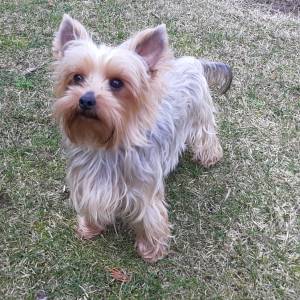 Yorkshire terrier-čistokrvna odrasla ženka