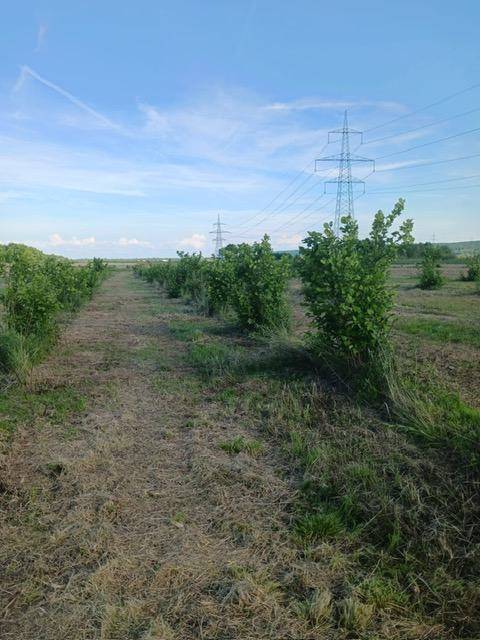 Zagreb - Sesvete - Glavničica 8.200m2 nasad lješnjaka i oranica