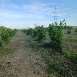 Zagreb - Sesvete - Glavničica 8.200m2 nasad lješnjaka i oranica