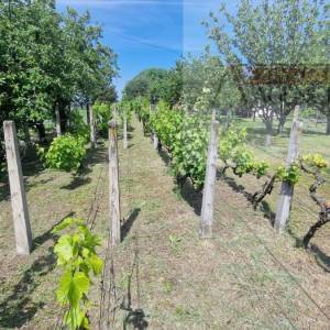 Baranja Batina vikend kuća 35 m2 legalizirana! - povoljno