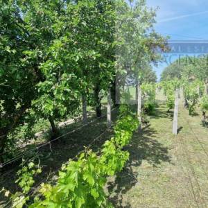 Baranja Batina vikend kuća 35 m2 legalizirana! - povoljno