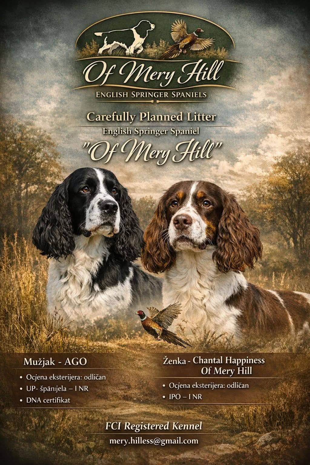 Carefully Planned Litter – English Springer Spaniel
