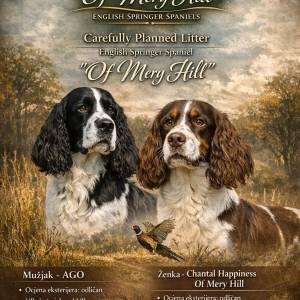 Carefully Planned Litter – English Springer Spaniel