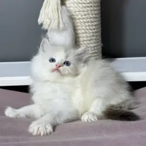 Dostupni mačići Ragdoll