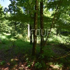 Gorski kotar, Vrbovsko - okolica, zemljište 17.835m2