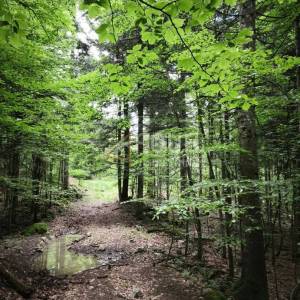 Gorski kotar, Vrbovsko - okolica, zemljište 17.835m2