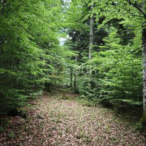 Gorski kotar, Vrbovsko - okolica, zemljište 17.835m2