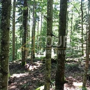 Gorski kotar, Vrbovsko - okolica, zemljište 17.835m2