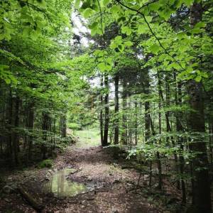 Gorski kotar, Vrbovsko - okolica, zemljište 17.835m2