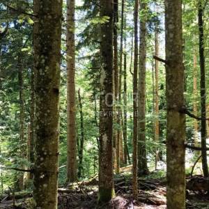 Gorski kotar, Vrbovsko - okolica, zemljište 17.835m2