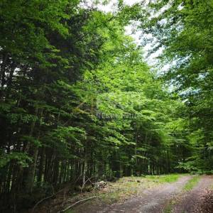 Gorski kotar, Vrbovsko - okolica, poljoprivredno zemljište, 31.323m2