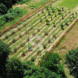 Građevinsko zemljište 2050m2, Loborika, 75x27m2