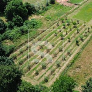 Građevinsko zemljište 2050m2, Loborika, 75x27m2