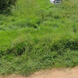 Građevinsko zemljište 600 m² u okolici Brtonigle – idealno za obiteljsku kuću ili kuću za odmor