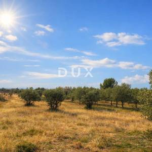 ISTRA, VODNJAN – Poljoprivredno zemljište