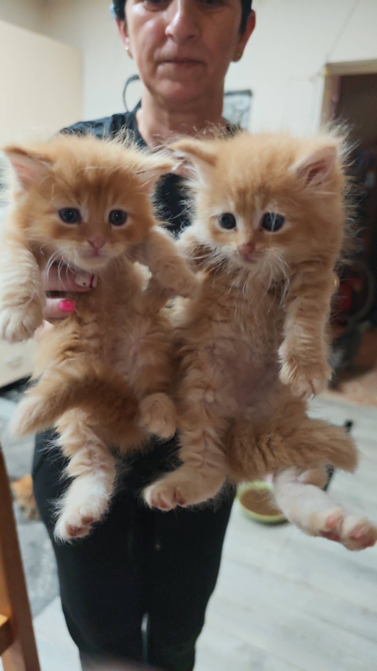 MAINE COON