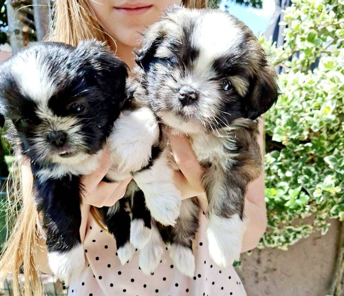 Malshi ( Shih Tzu & Maltezer)