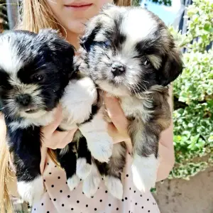 Malshi ( Shih Tzu & Maltezer)