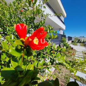 OTOK KRK - Ekskluzivna vila + projekt