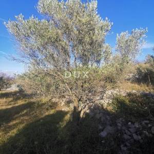 OTOK KRK, PUNAT - Poljoprivredno zemljište