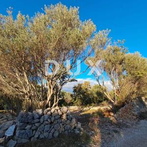 Otok Krk, Šilo -  Očišćen, ravan MASLINIK, buduće građevinsko, 600m do prekrasnih plaža, mora i supermarketa s pristupnim putem...
