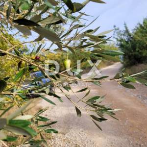 Otok Krk, Šilo -  Očišćen, ravan MASLINIK, buduće građevinsko, 600m do prekrasnih plaža, mora i supermarketa s pristupnim putem...