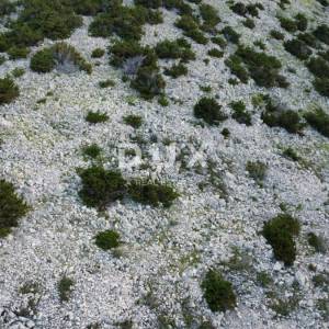 OTOK PAG, DABOVI STANI - Zemljište 66500 m2