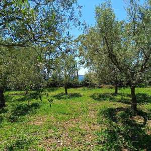 PEROJ – POLJOPRIVREDNO ZEMLJIŠTE 2.715 m² U BLIZINI MORA