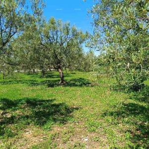 PEROJ – POLJOPRIVREDNO ZEMLJIŠTE 2.715 m² U BLIZINI MORA